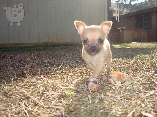 PoulaTo: Chihuahua κουταβακια Τσιχουάουα